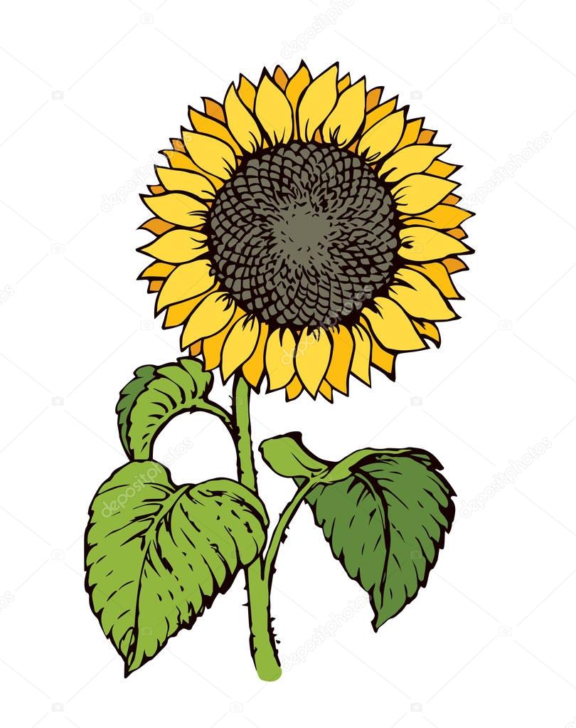 Cute golden Jerusalem artichoke oil head isolated on white backdrop. Vibrant color hand drawn picture in artistic retro cartoon style. Closeup front view with space for text on sky