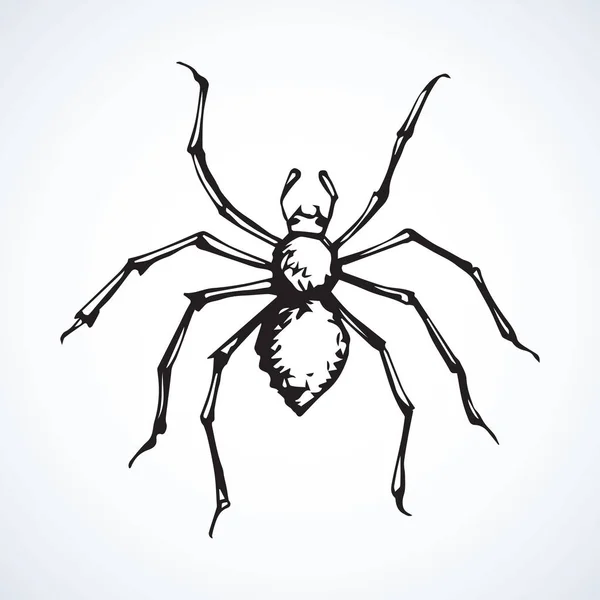 クモ。ベクトル図 — ストックベクタ