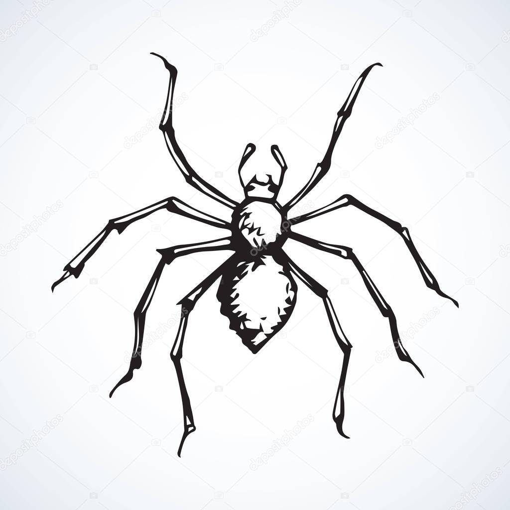 Wild forest danger poisonous grey Araneae on white backdrop. Freehand linear dark ink hand drawn picture sketchy in artistic scribble retro style pen on paper. Close-up micro view with space for text