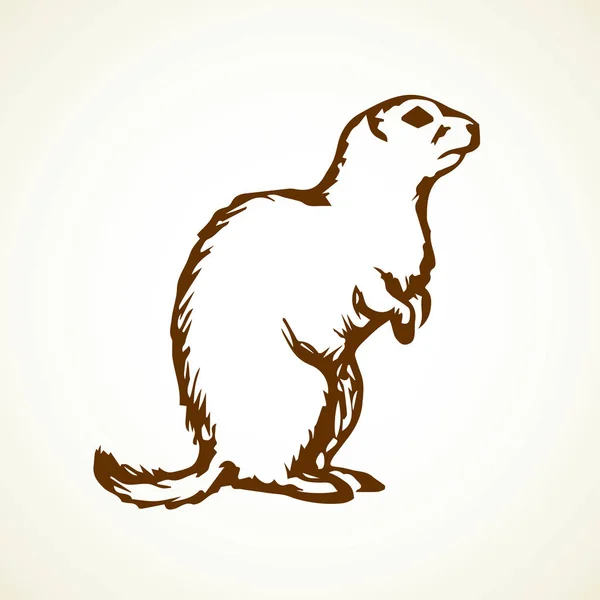 Marmota. Ilustração vetorial — Vetor de Stock