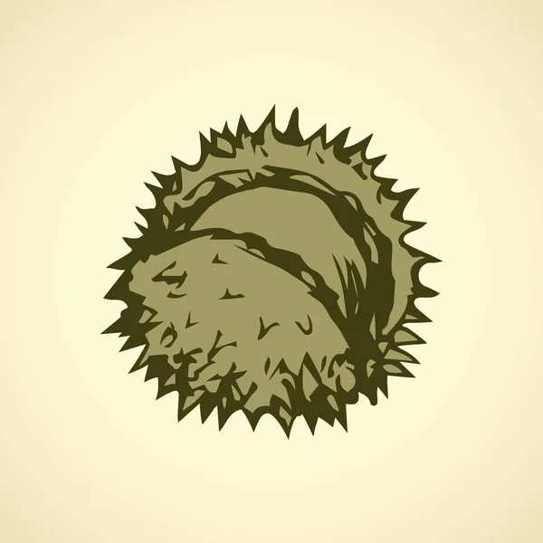 Chestnut. Dibujo vectorial — Vector de stock