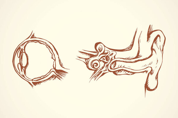 Eye section. Vector drawing