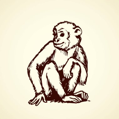 Şempanze. Vektör çizim