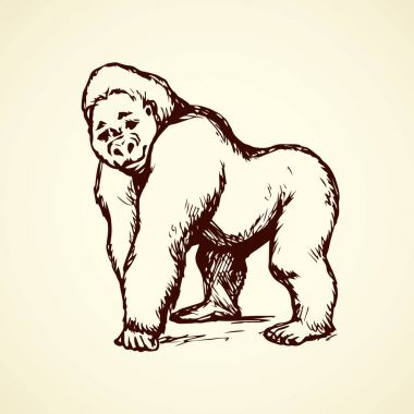 Goril. Vektör çizim