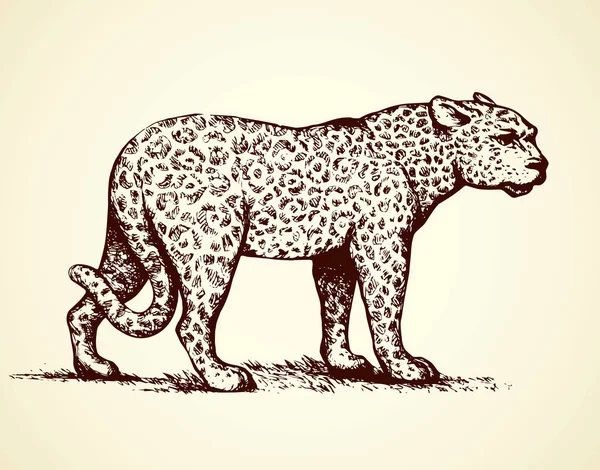 Leopard. Vectorillustratie — Stockvector