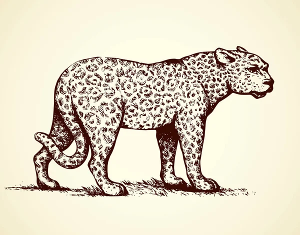 Leopardo. Ilustração vetorial —  Vetores de Stock