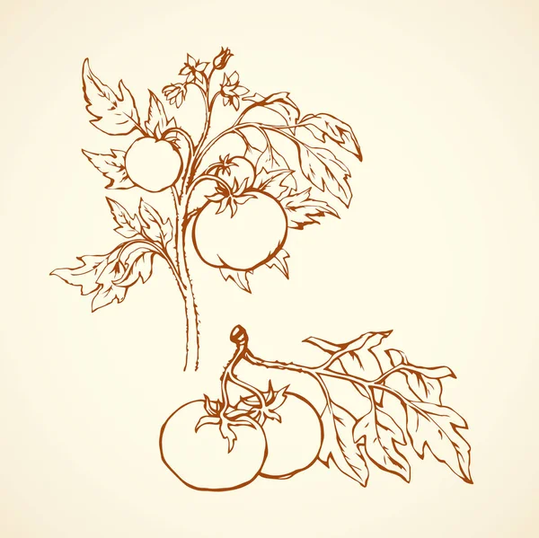 Tomaten. Vector tekening — Stockvector