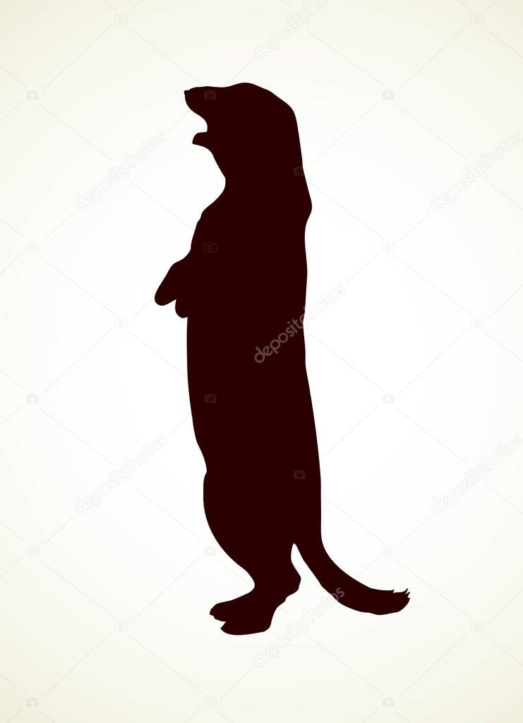 Fitchew foumart standing on white backdrop. Dark brown ink hand drawn picture in retro art graphic style. Closeup side view with space for text
