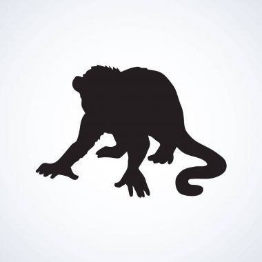 Şempanze. Vektör çizim