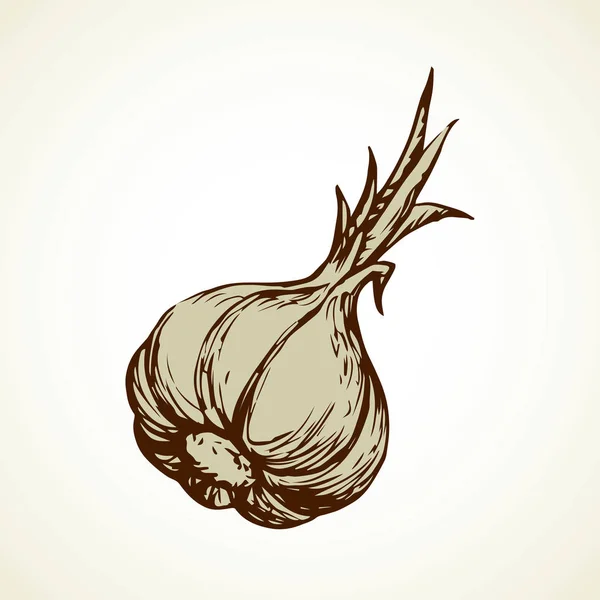 Garlic. Vector illustration — Stock Vector