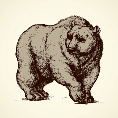 Ayı. Vektör çizim