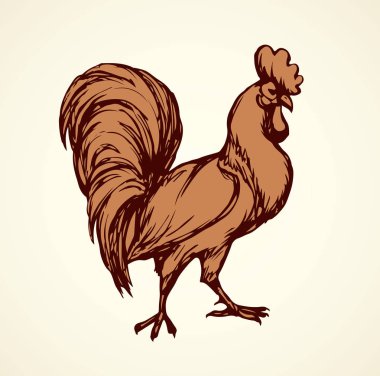 Cock. Vector drawing clipart