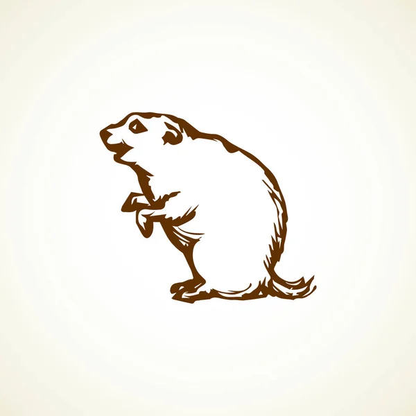 Groundhog. Ilustrasi vektor - Stok Vektor