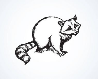 Rakun. Vektör çizim