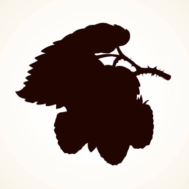 Ahududu. Vektör çizim