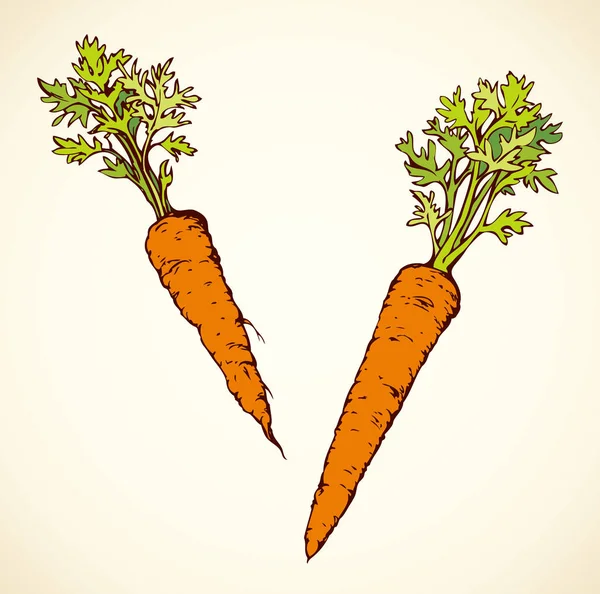 Zanahoria. Dibujo vectorial — Vector de stock