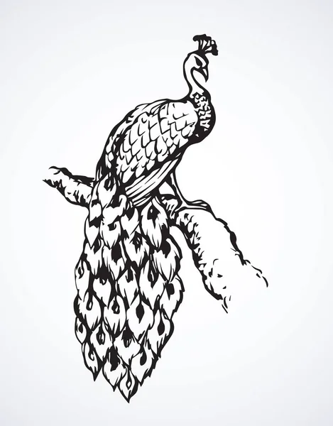 Peacock. Vector symbol — Stock Vector