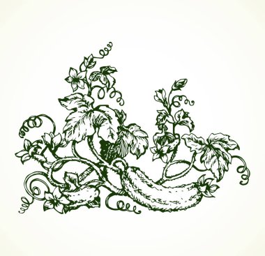 Salatalık. Vektör çizim