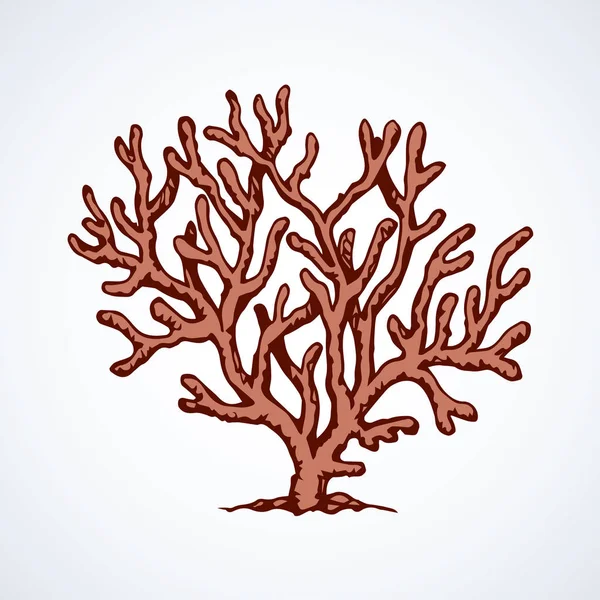 Coral. Dibujo vectorial — Archivo Imágenes Vectoriales