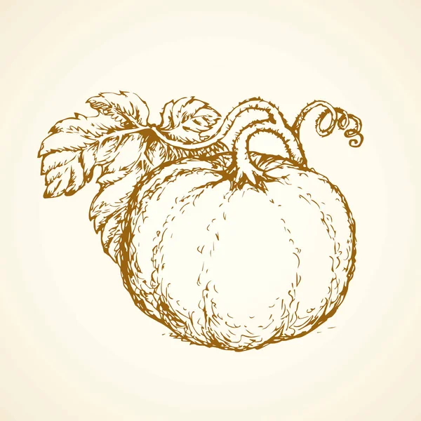 Piece of pumpkin. Vector drawing — Stock Vector