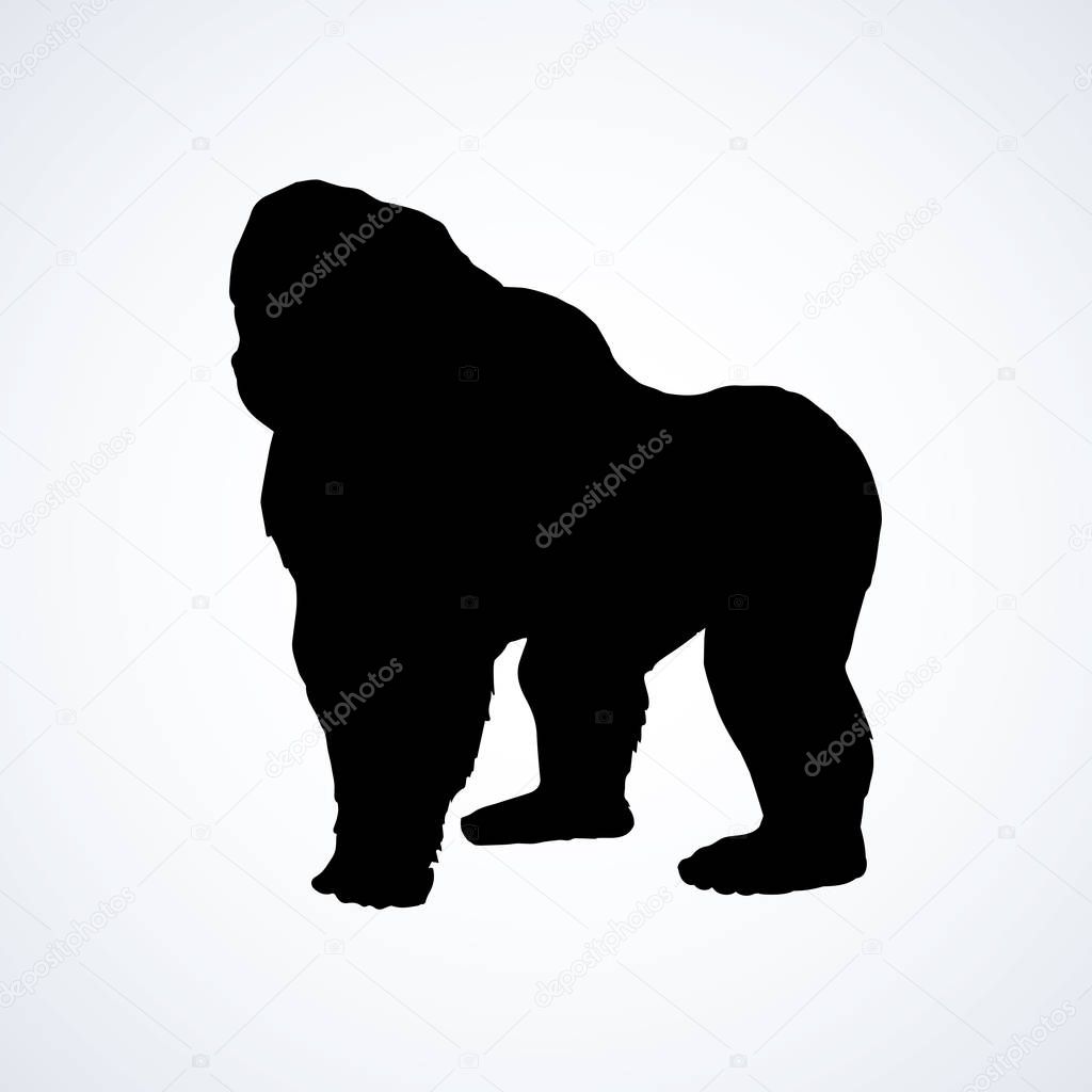 Exotic powerful young large catarrhini haplorhine Hominoidea simian isolated on white backdrop. Dark ink hand drawn picture in art print style