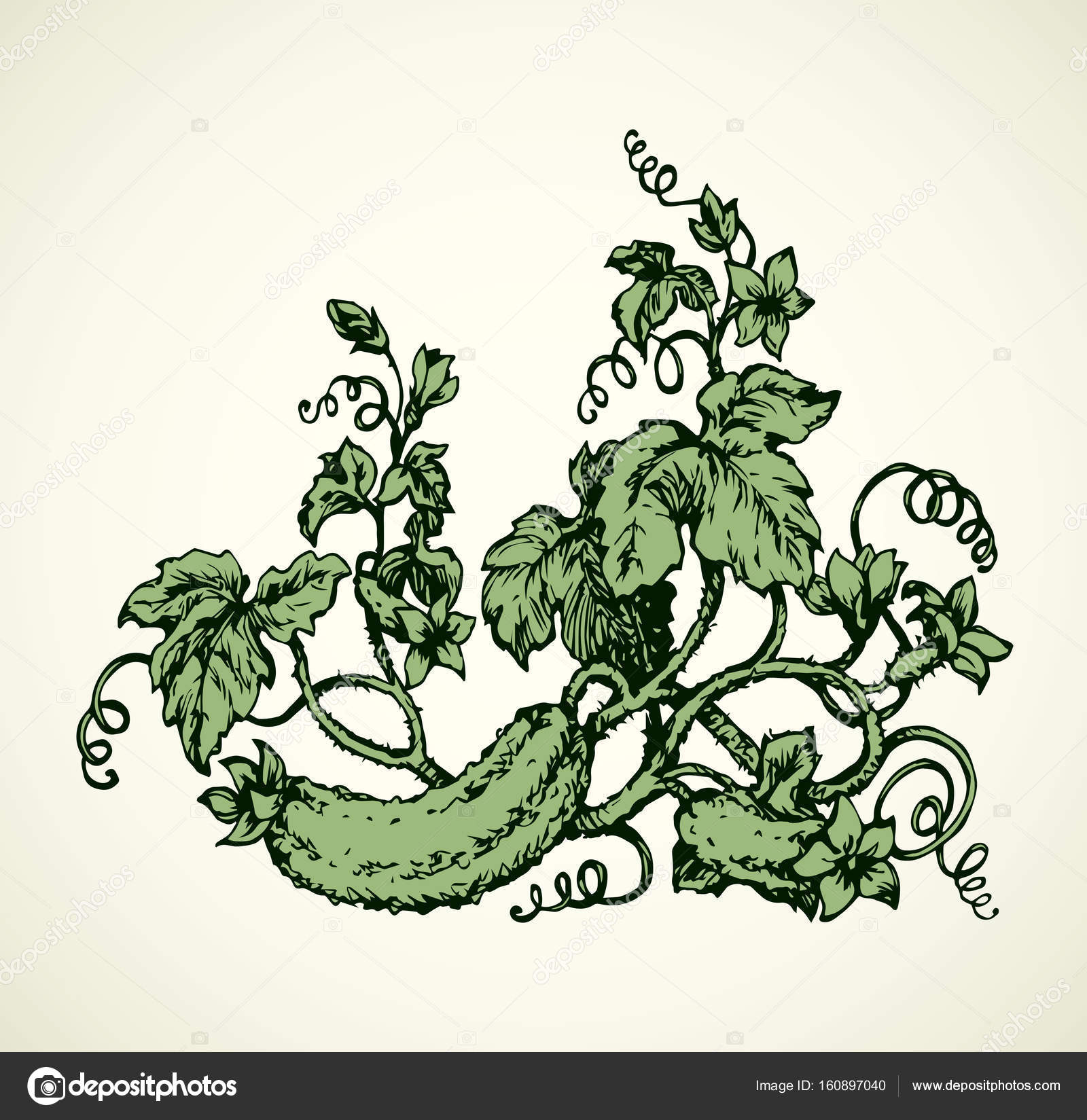 Cucumber. Vector drawing — Stock Vector © Marinka #160897040 for Drawing Cucumber
58lpg Cucumber. Vector drawing — Stock Vector © Marinka #160897040 for Drawing Cucumber
58lpg