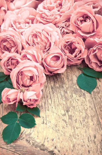 Pink roses on wooden background — Stock Photo, Image