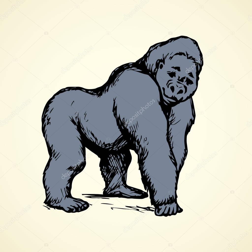 Exotic powerful young large catarrhini haplorhine Hominoidea simian isolated on white backdrop. Freehand outline black ink hand drawn picture emblem sketchy in art scribble graphic style pen on paper