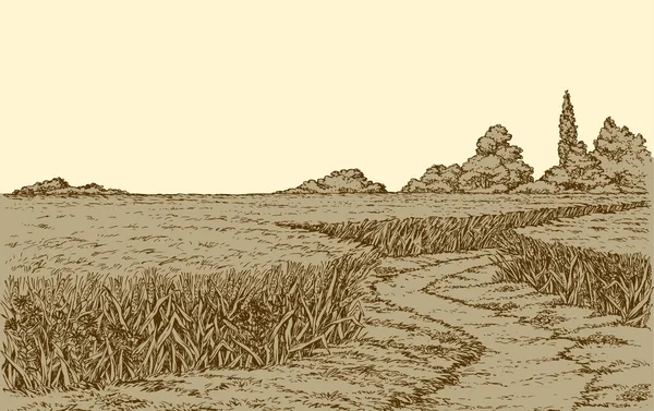 Paisaje vectorial de verano. Un camino de tierra a través de campos de trigo — Vector de stock