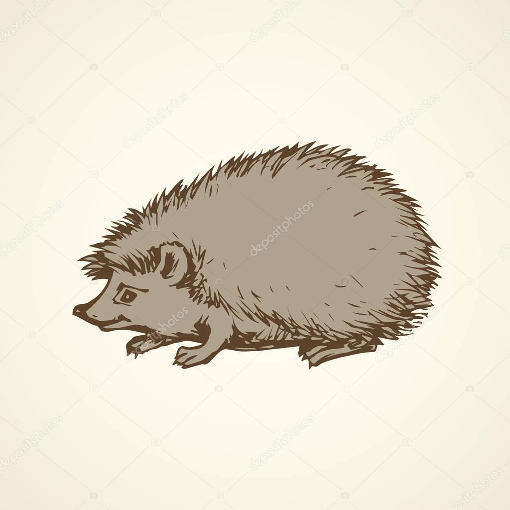 Adorable spiky Erinaceinae stand on white backdrop. Freehand linear dark ink hand drawn picture logo sketchy in art scribble retro style pen on paper. Closeup side view with space for text on earth