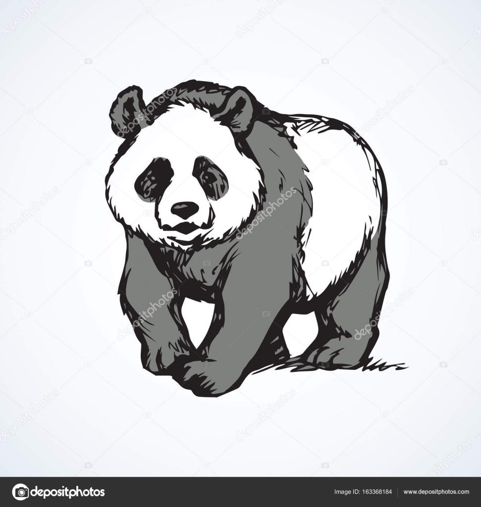 Como desenhar Panda realista: esboço 