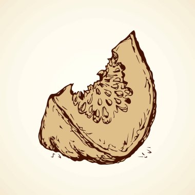Kabak parçası. Vektör çizim