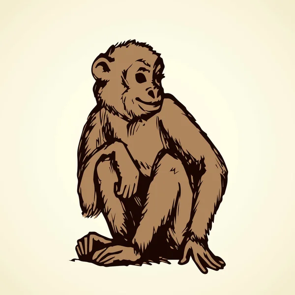 Şempanze. Vektör çizim — Stok Vektör