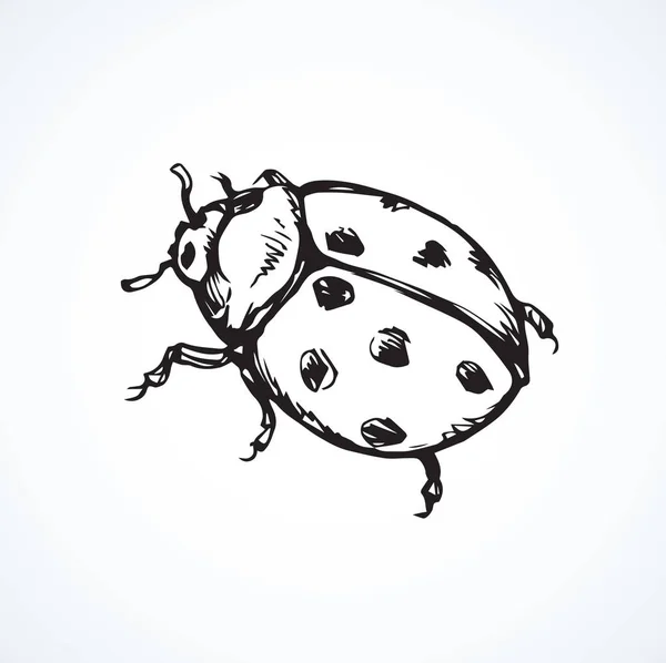 Coccinelle. Dessin vectoriel — Image vectorielle