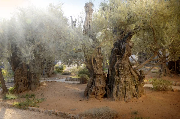 Monte das Oliveiras — Fotografia de Stock