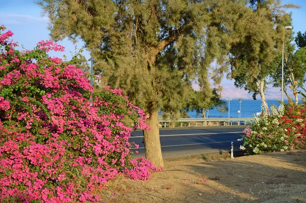 Рожевий Бугенвіля на березі Kineret озера — стокове фото