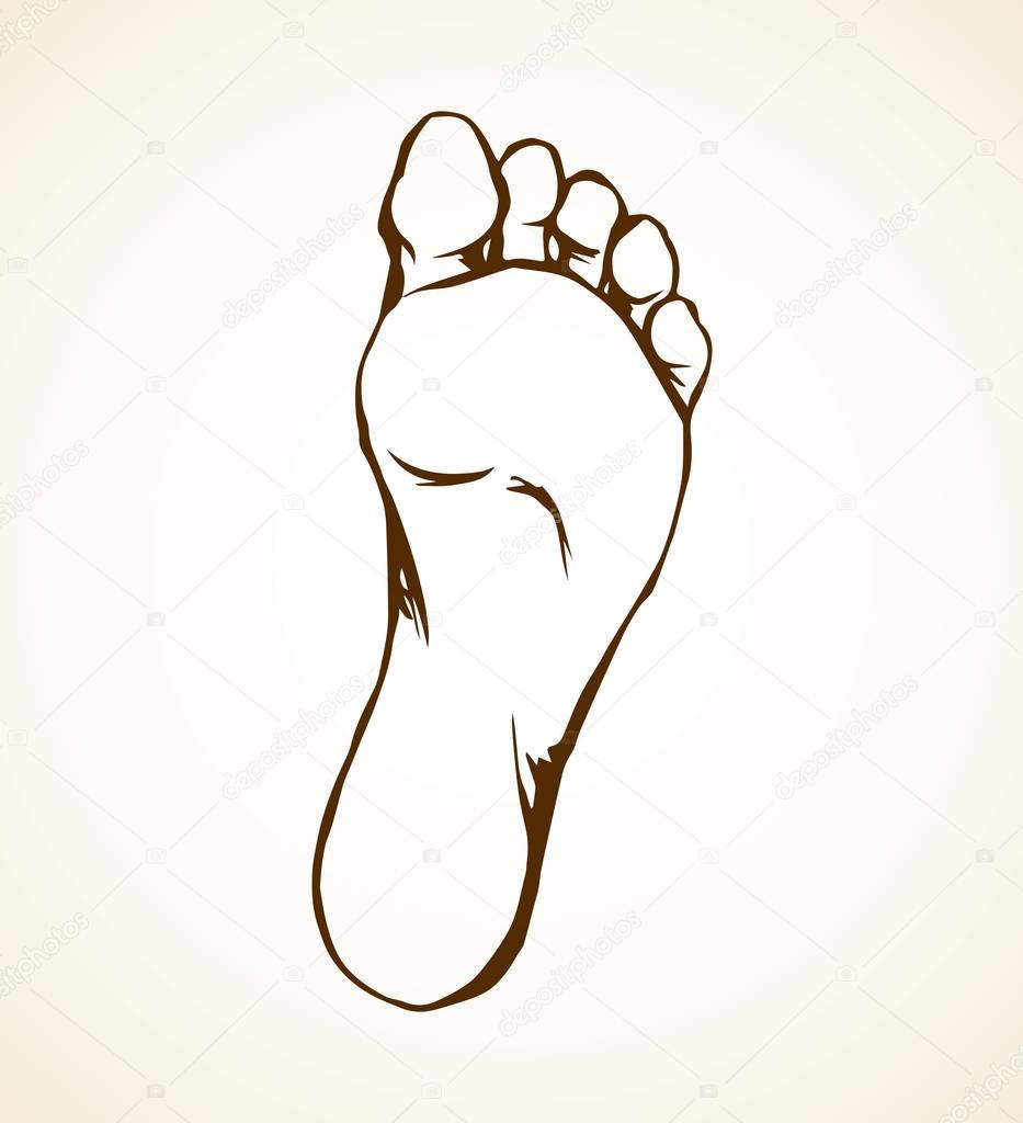 Foot. Vector drawing