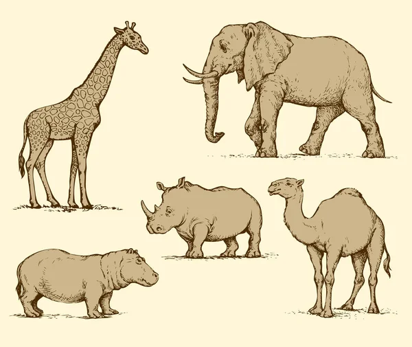 Afrikai állatok. Vektoros rajz — Stock Vector