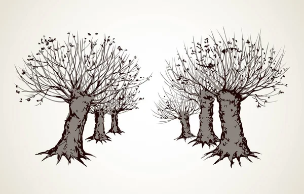 Callejón de árboles sin hojas. Dibujo vectorial — Archivo Imágenes Vectoriales