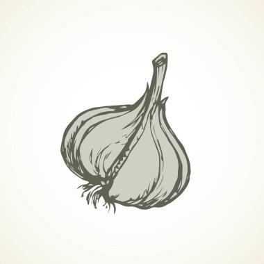sarımsak. vektör çizim