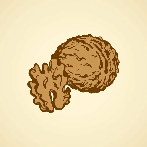 Walnut. Vector drawing — Stock Vector