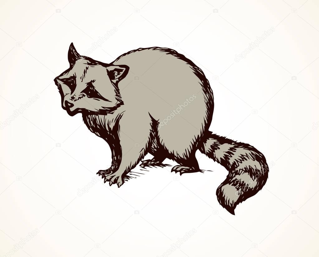 Pretty little coon standing on light gray backdrop. Freehand linear dark ink hand drawn picture emblem sketchy in retro art scribble graphic style pen on paper. Closeup side view with space for text
