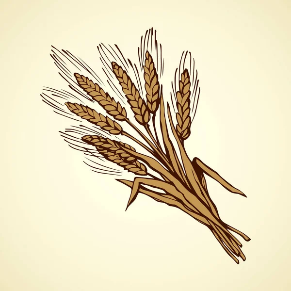 Sept épillets de blé. Dessin vectoriel — Image vectorielle