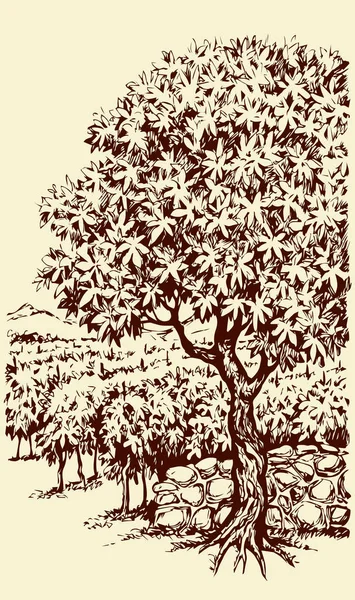 Vector drawing. Tree in Vineyard — Stock Vector