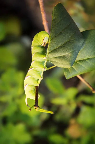 Grote caterpillar hawk — Stockfoto