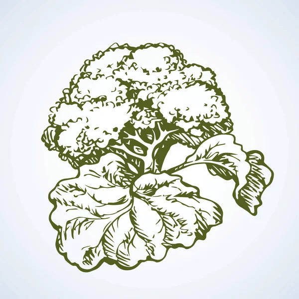Chou-fleur. Dessin vectoriel — Image vectorielle