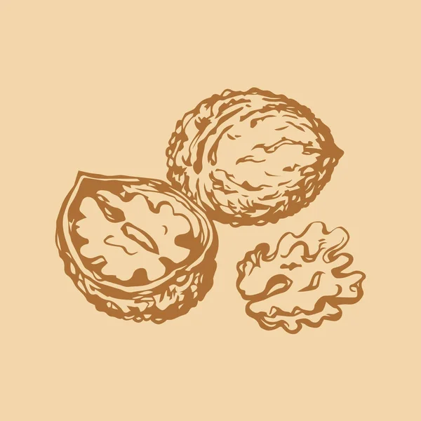 Walnut. Vector drawing — Stock Vector