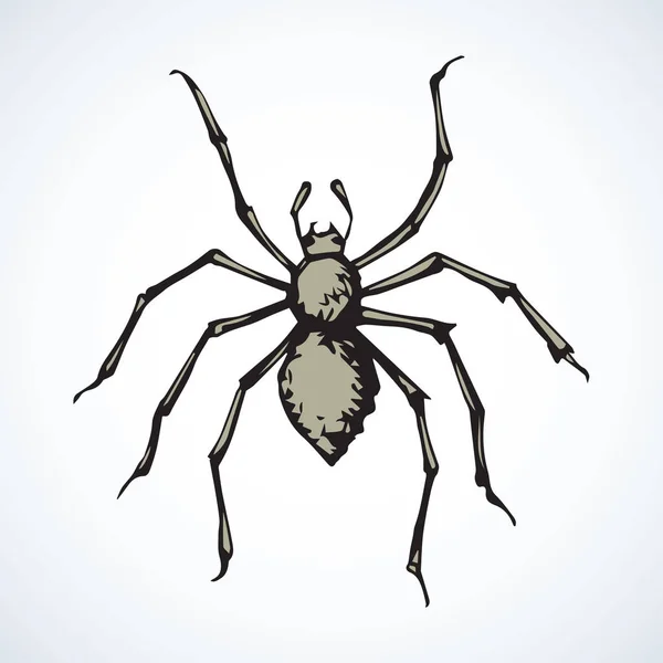 Araña. Ilustración vectorial — Vector de stock