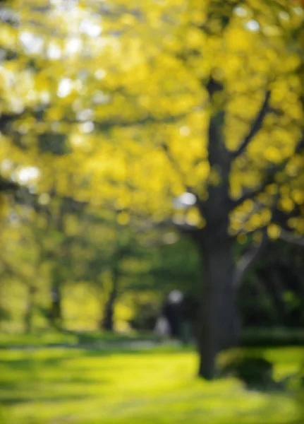 Весенний парк на размытом фоне — стоковое фото