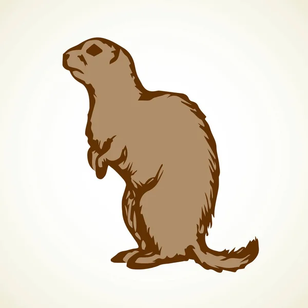 Marmota. Ilustração vetorial — Vetor de Stock